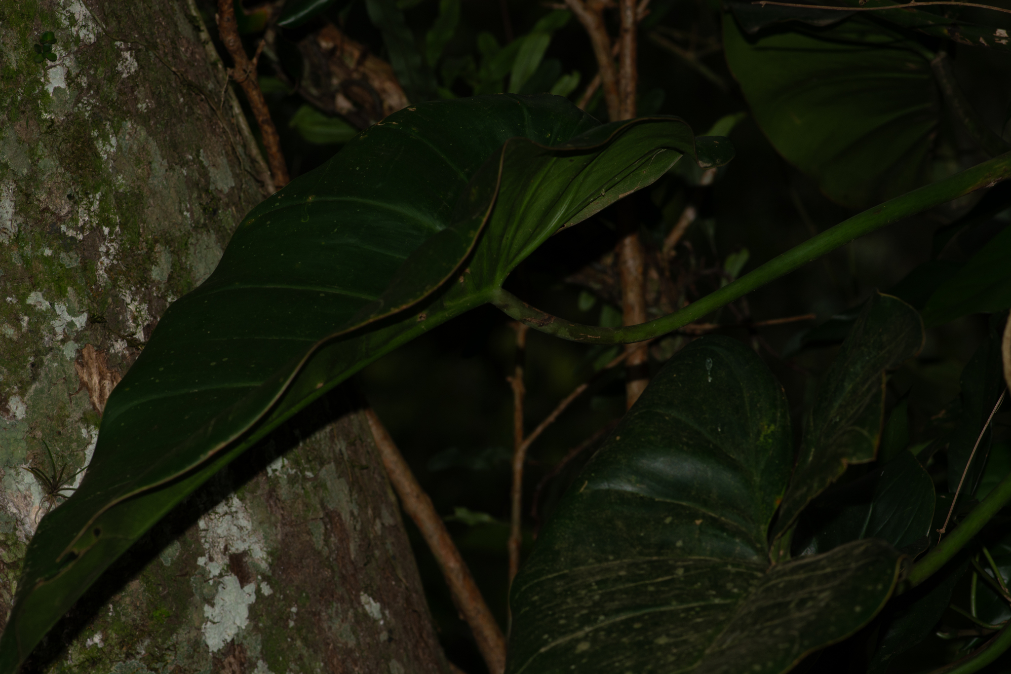 Philodendron appendiculatum