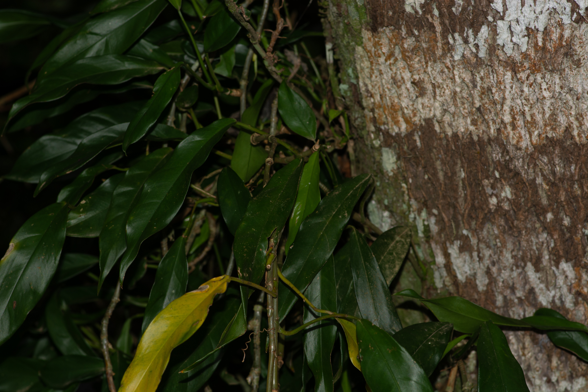 Philodendron missionum