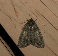 Acronicta increta