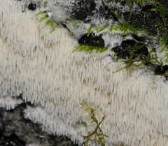 Dentipellicula leptodon