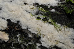 Dentipellicula leptodon