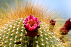 Cephalocereus polylophus
