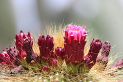 Cephalocereus polylophus