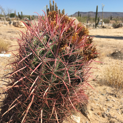 Ferocactus gracilis