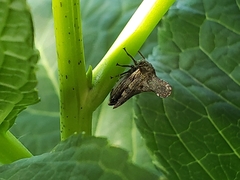 Glossonotus acuminatus