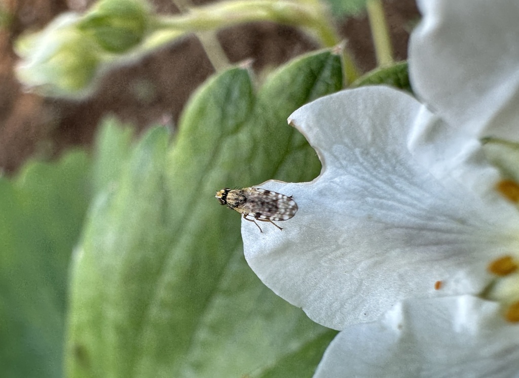 Campiglossa chilensis