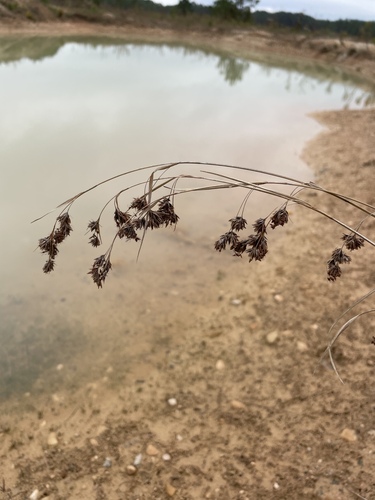 Image of Rhynchospora glomerata by no rights reserved