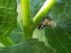 Glossonotus acuminatus