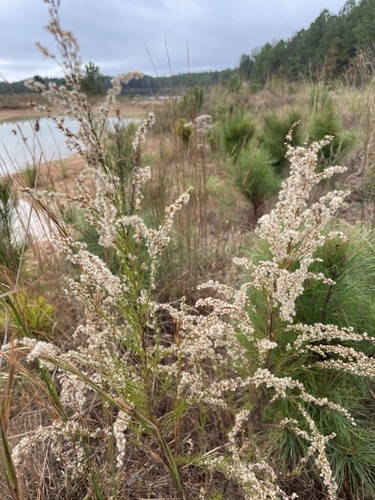 Eupatorium capillifolium