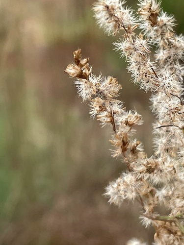 Eupatorium capillifolium