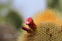 Cephalocereus polylophus