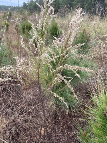 Eupatorium capillifolium