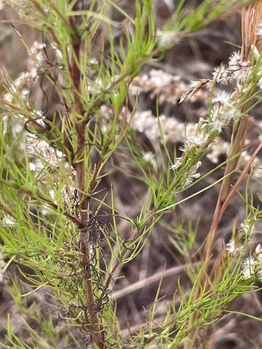 Eupatorium capillifolium