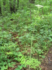 Angelica cincta