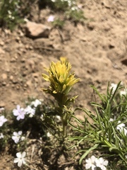 Castilleja nana