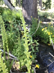Platanthera tescamnis