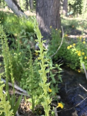 Platanthera tescamnis