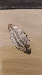 Cyclidia substigmaria