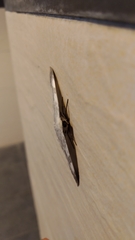 Cyclidia substigmaria