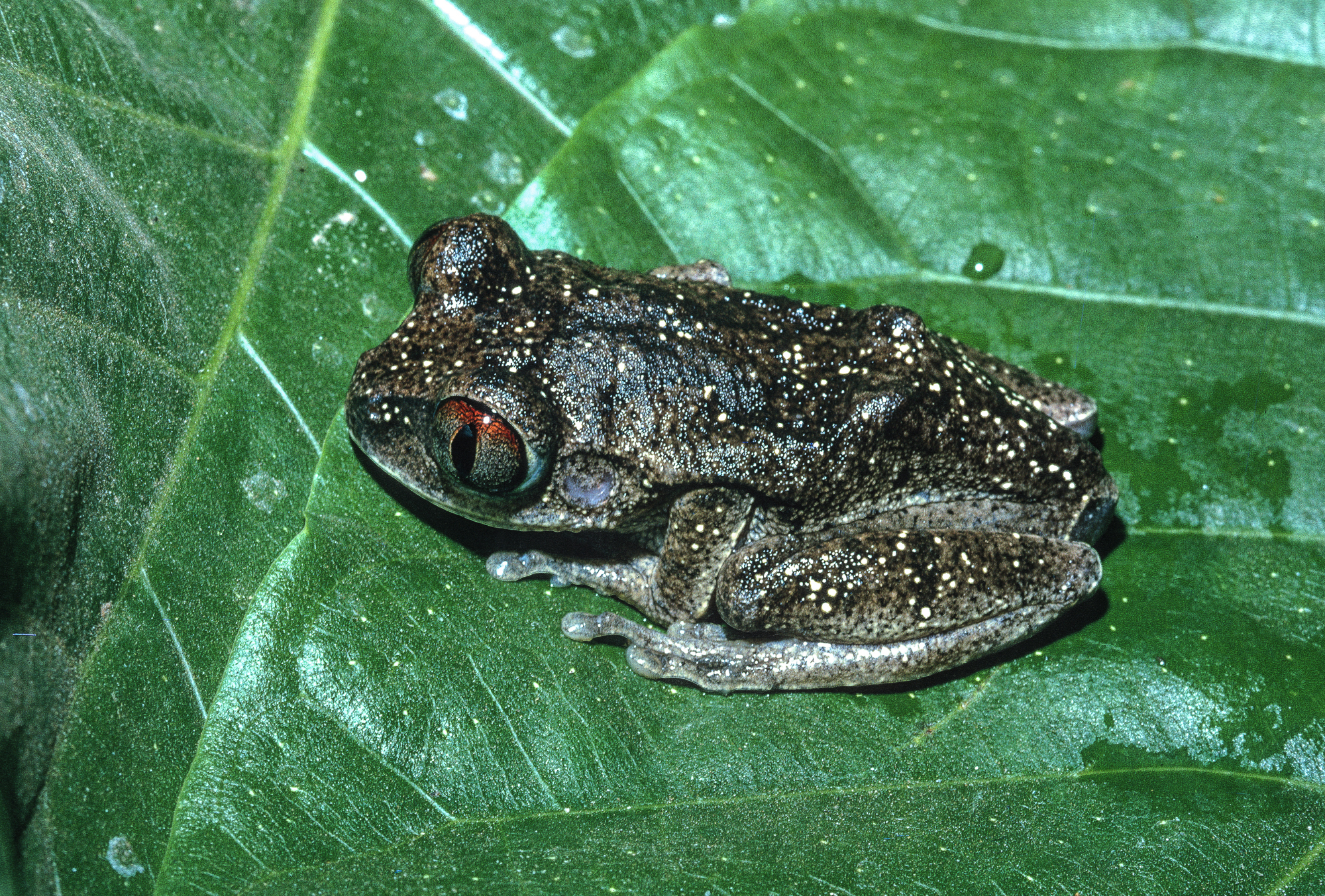 Leptopelis aubryi (Duméril, 1856)