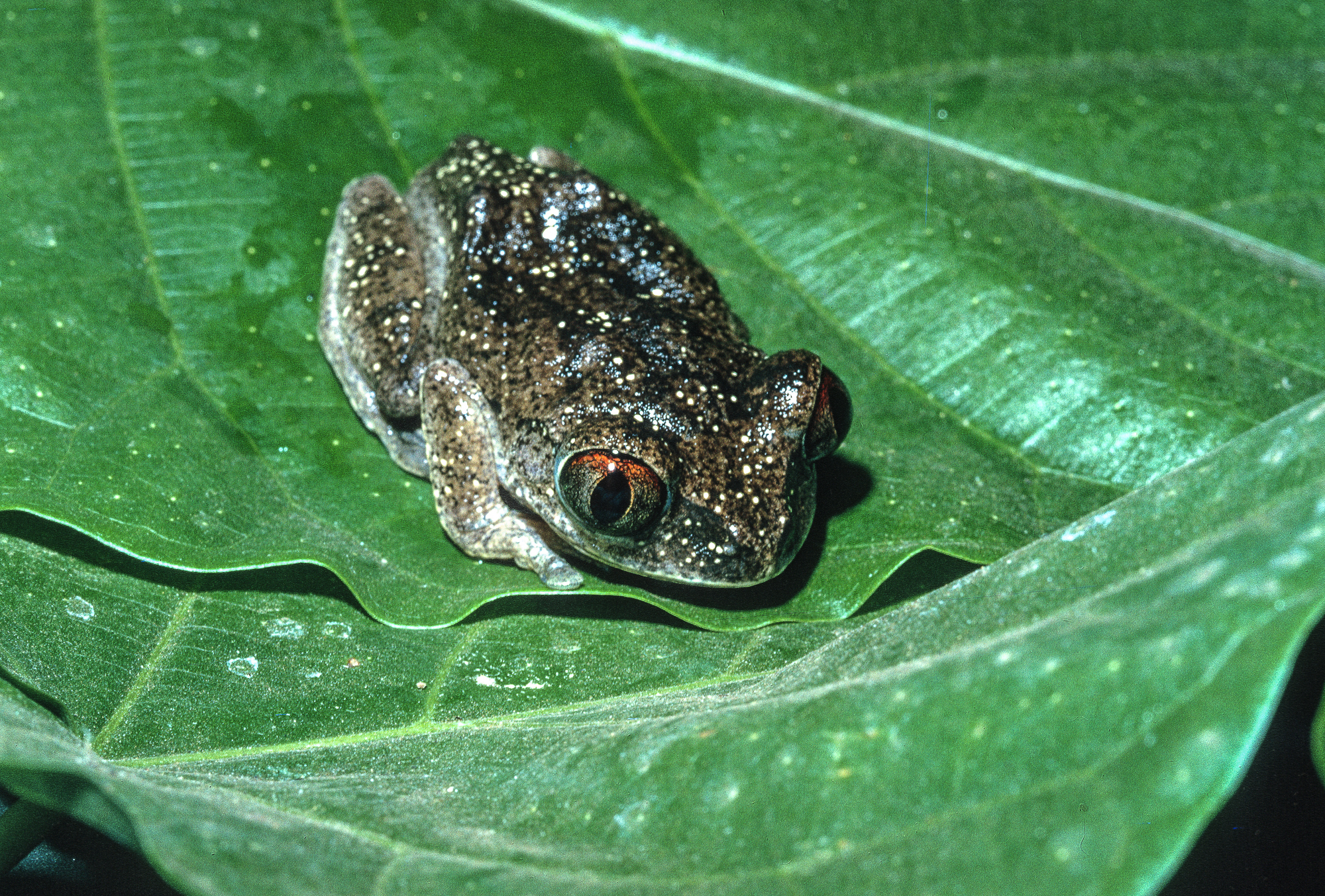 Leptopelis aubryi (Duméril, 1856)