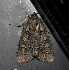 Acronicta increta
