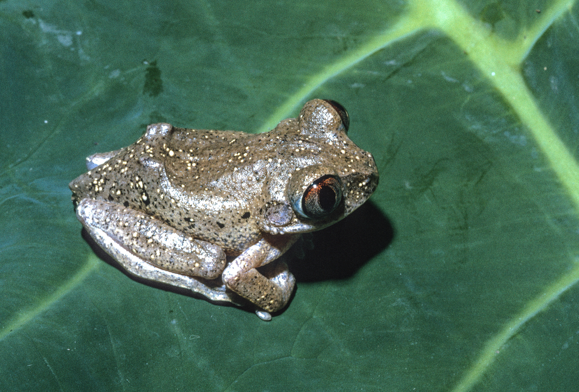 Leptopelis aubryi (Duméril, 1856)