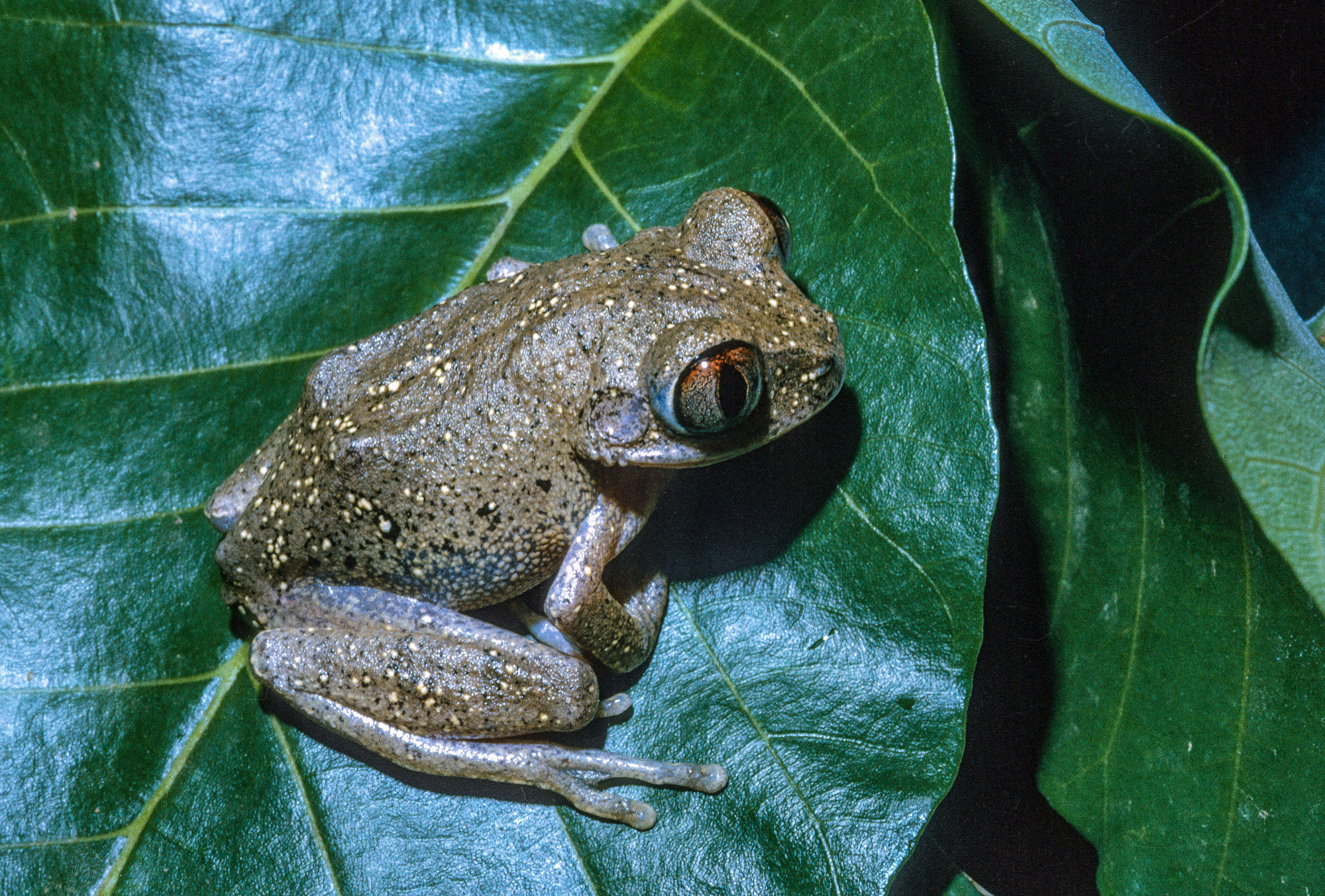Leptopelis aubryi (Duméril, 1856)
