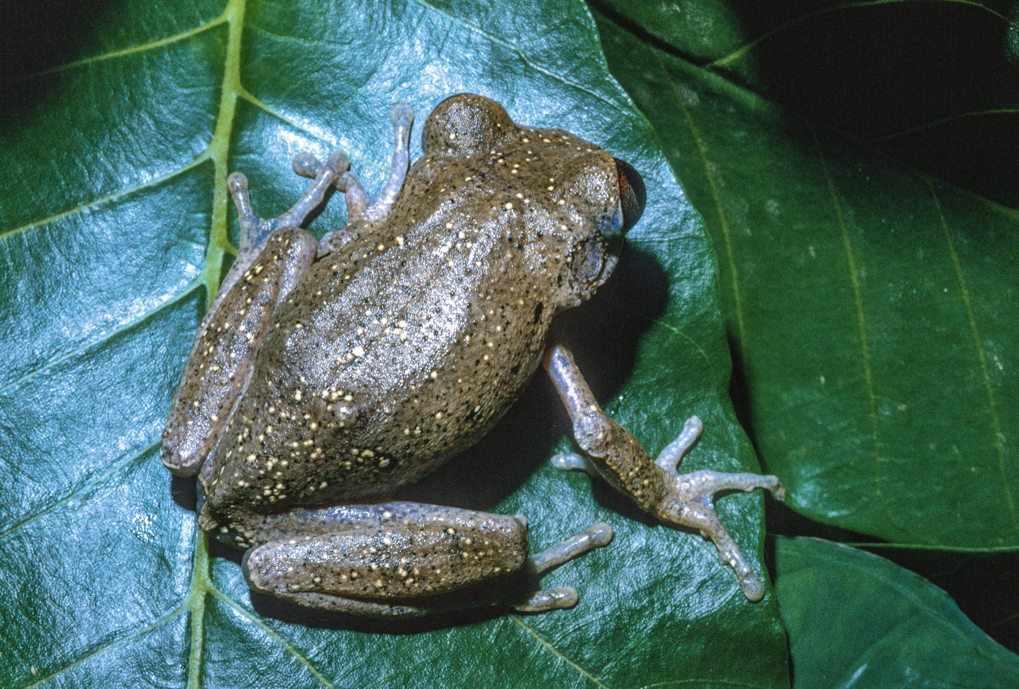 Leptopelis aubryi (Duméril, 1856)