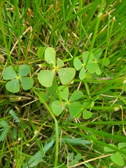 Marsilea mollis