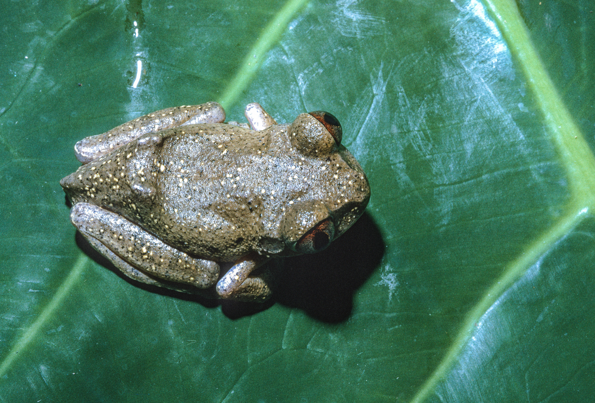 Leptopelis aubryi (Duméril, 1856)