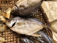 Trachinotus