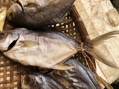 Trachinotus