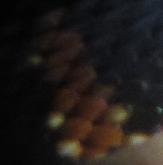 Nerodia fasciata pictiventris image
