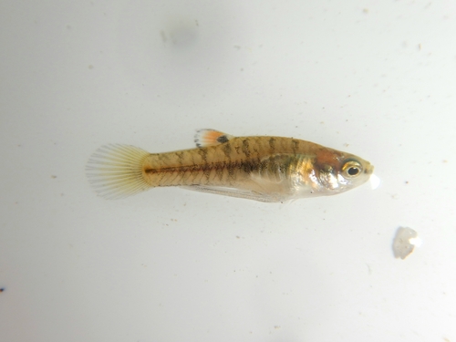 Least killifish (Heterandria formosa) — Poeciliidae — 5