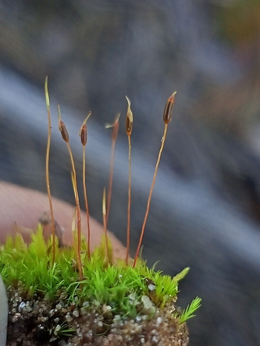 Ditrichum heteromallum observed 2024-10-18