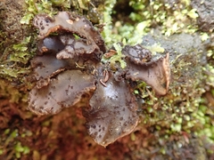 Sticta caliginosa