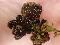 Sticta caliginosa