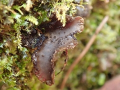 Sticta caliginosa