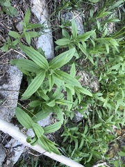 Erythranthe erubescens