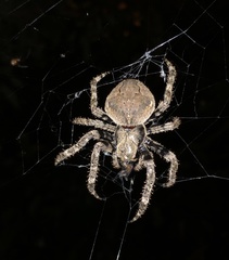 Araneus ventricosus