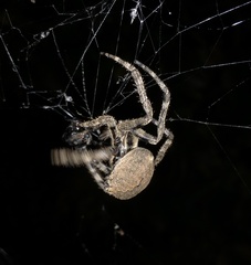 Araneus ventricosus