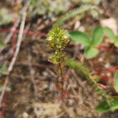Euphrasia subarctica