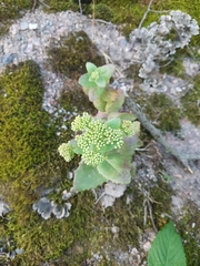 Hylotelephium telephium