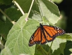Danaus plexippus