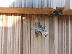 Agrotis volubilis