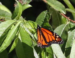 Danaus plexippus