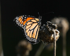 Danaus plexippus