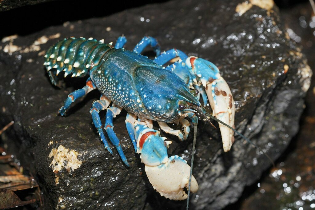 Yarra spiny crayfish