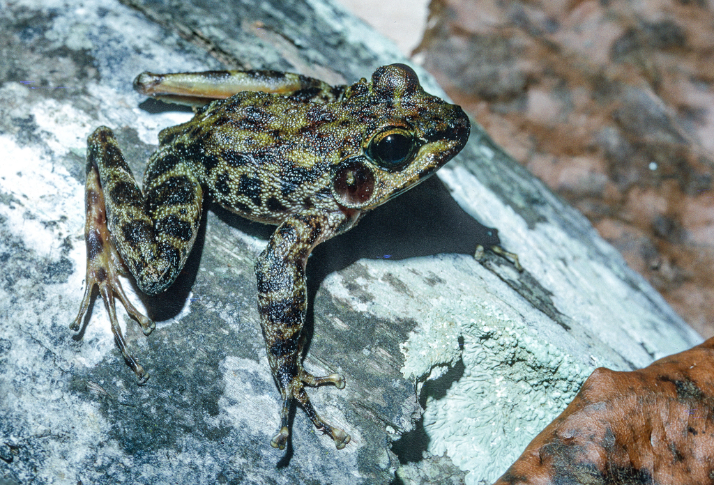 Newton's Water Frog